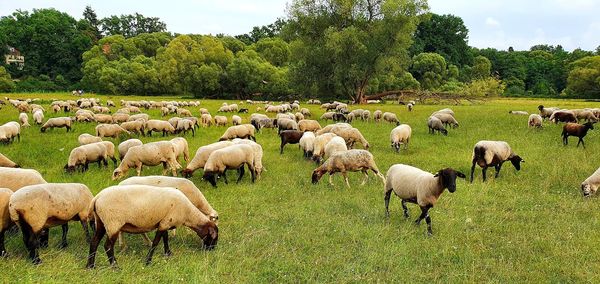 Flock of sheep grazing in field