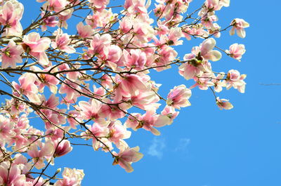 Low angle view of magnolia blossoms against blue sky
