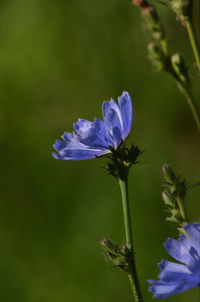 Close-up of purple flowering plant