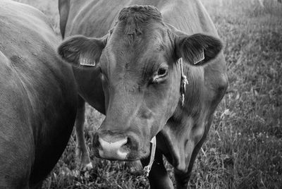 Cows standing in a field