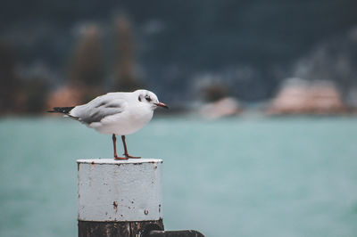 Seagull perching on wooden post