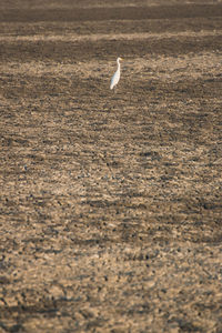 High angle view of seagull flying over sea