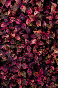 Full frame shot of pink flowering plant