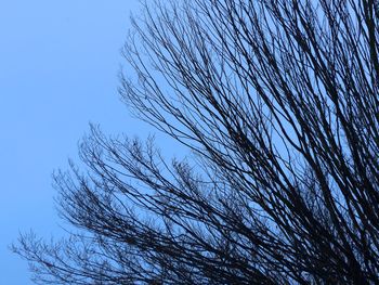Low angle view of bare trees against blue sky