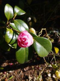 Close-up of pink rose blooming in park