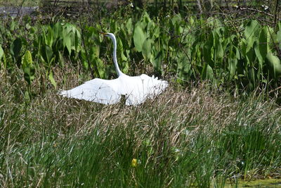 Plants growing on field
