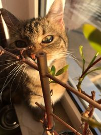 Close-up portrait of a cat