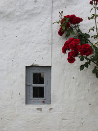 Plants growing on wall