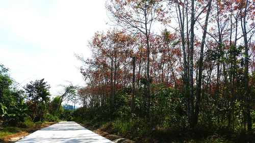 Trees growing in forest against clear sky