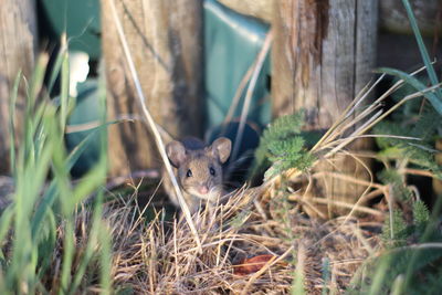 Portrait of a mouse on field