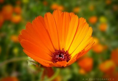 Close-up of orange flower blooming outdoors