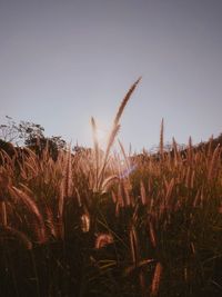 Close-up of plants growing on field against clear sky during sunset