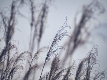 Close-up of plant against sky