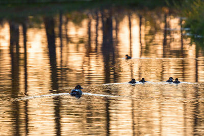 Ducks swimming in lake