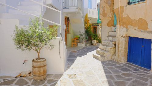 Potted plants outside building