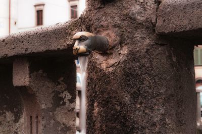 Close-up of lizard on wall