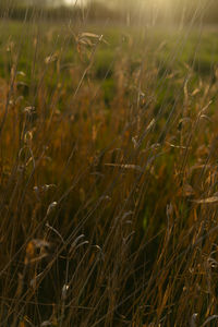 Full frame shot of crops on field