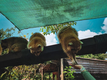 Raccoons being fed