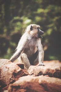 Monkey on rock