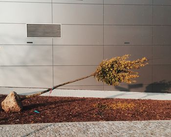 Tree against sky