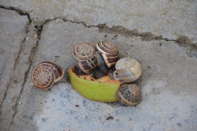 High angle view of snails eating fruit