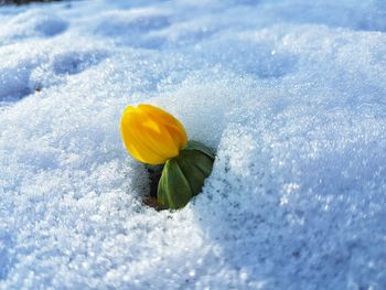 Close-up of flower in snow