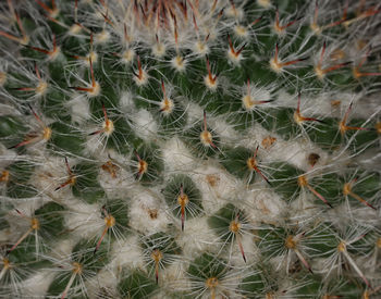 Full frame shot of cactus