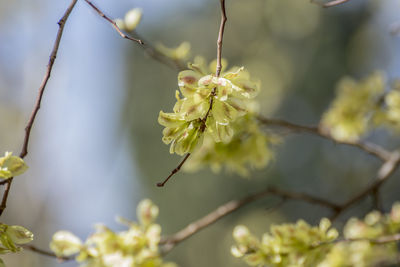 Close-up of white flowering plant