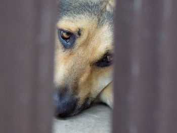 Close-up portrait of dog