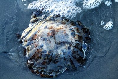 High angle view of sea life on shore at beach