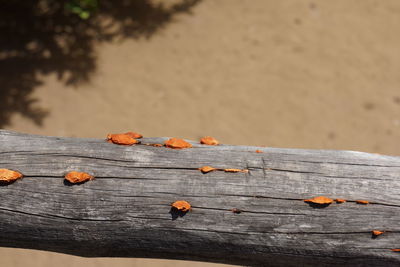 Close-up of wood