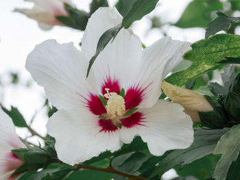Close-up of white hibiscus flower