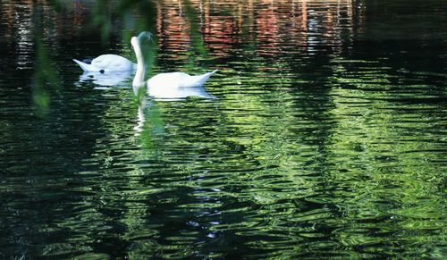 White duck swimming in lake