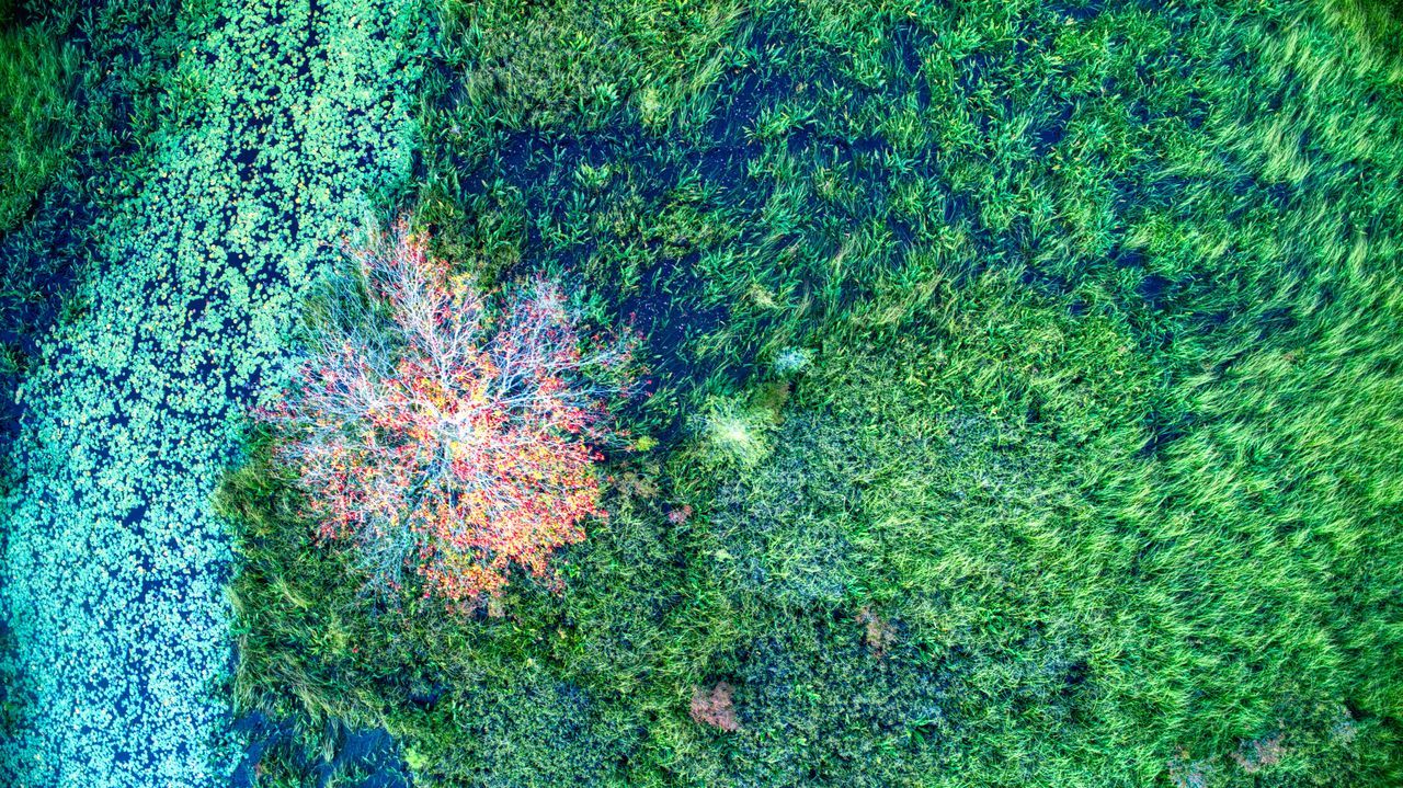 HIGH ANGLE VIEW OF PLANT ON SEA