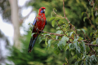 Bird perching on branch