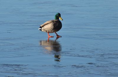 Bird in a lake