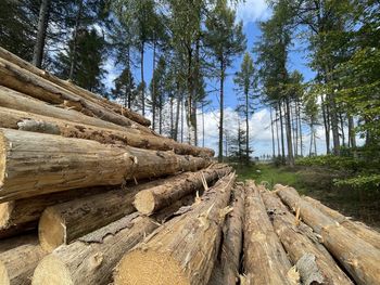 Low angle view of logs in forest