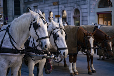 Horses in the street