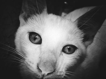 Close-up portrait of cat