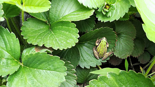 Full frame shot of green leaves