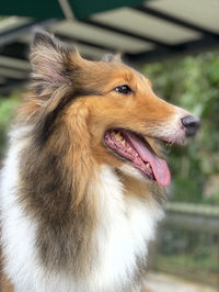 Close-up of dog looking away