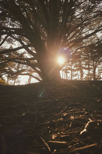 Trees in forest during sunset