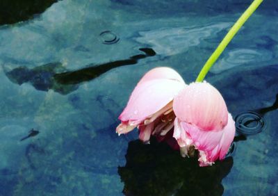 Close-up of pink flower floating on sea