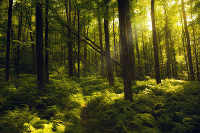 Sunlight streaming through trees in forest