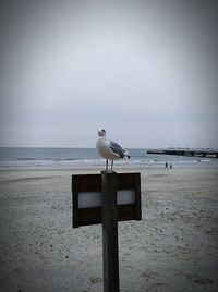 Seagull perching on wooden post at beach against sky