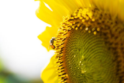 Close-up of yellow flower pollen