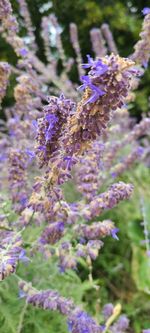 Close-up of purple lavender flowers