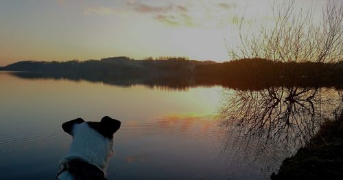 Dog on lake against sky during sunset