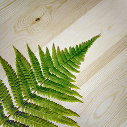 Close-up of fern leaves