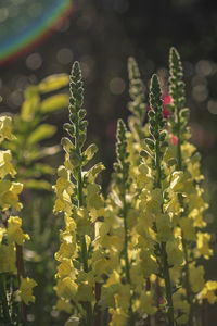 Close-up of flowering plants on field